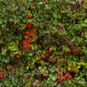 Image for article titled Complementary Colors 2